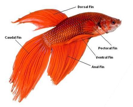 Fish fins - The Fish Bowl.com